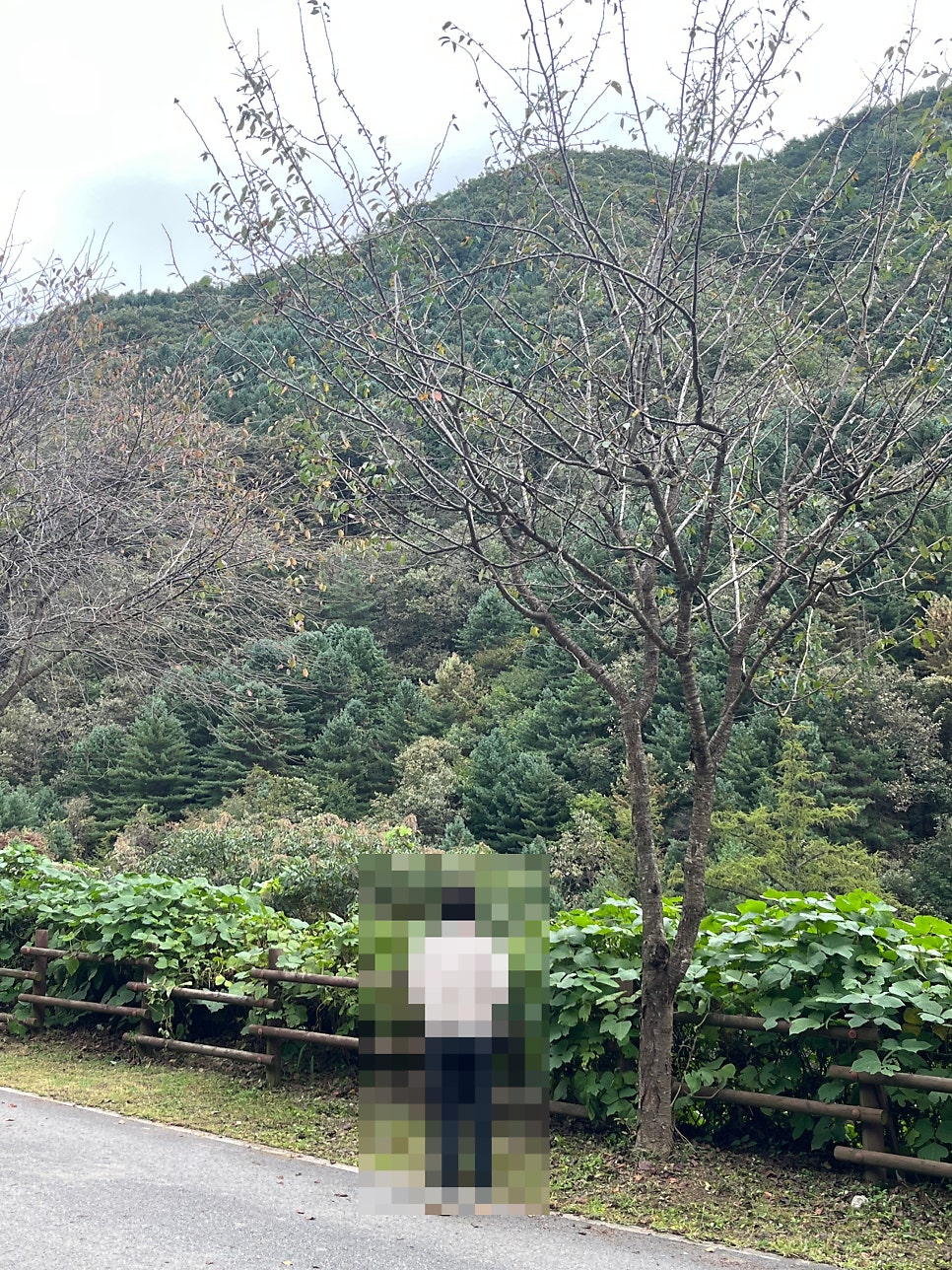 Kapejip photo 4