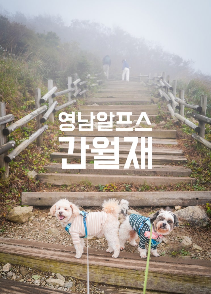  울산 여행 영남알프스 간월재 반려견 동반 주차 등산코스