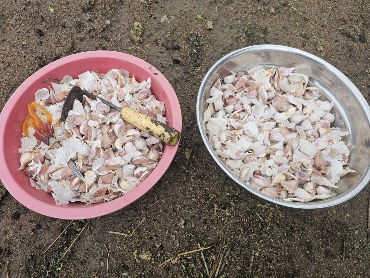  가을 텃밭에서 마늘심기, 배추와 무 수확하기 그리고 시기와 방법