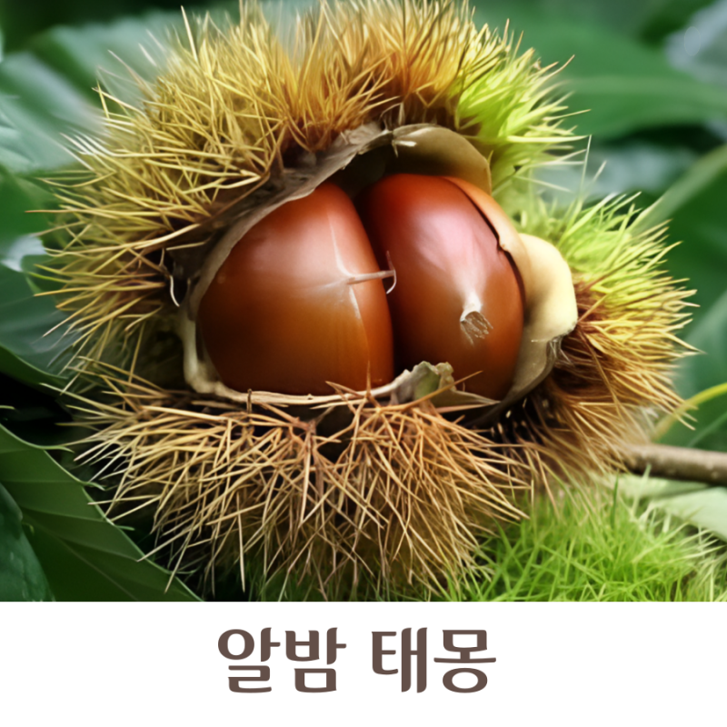 알밤 태몽 밤꿈 성별 해석 여자 남자 무엇일까