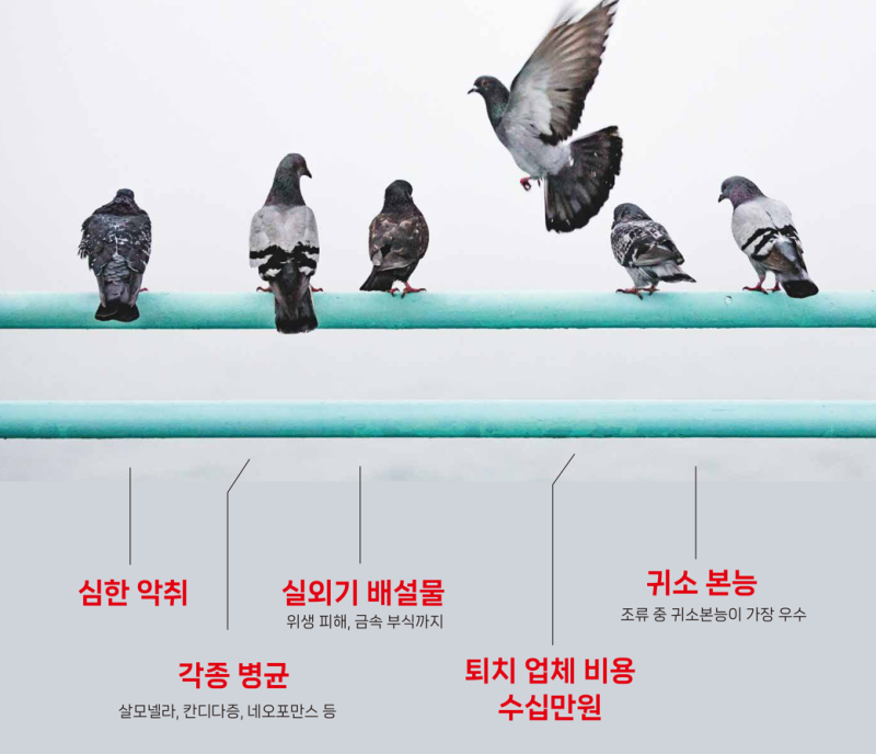 확실한 비둘기 퇴치 추천템(실패없는 버드스파이크 고르는 법)