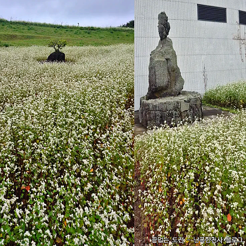 제주 아이와 가볼만한 메밀꽃 명소 설문대할망전시관 1부