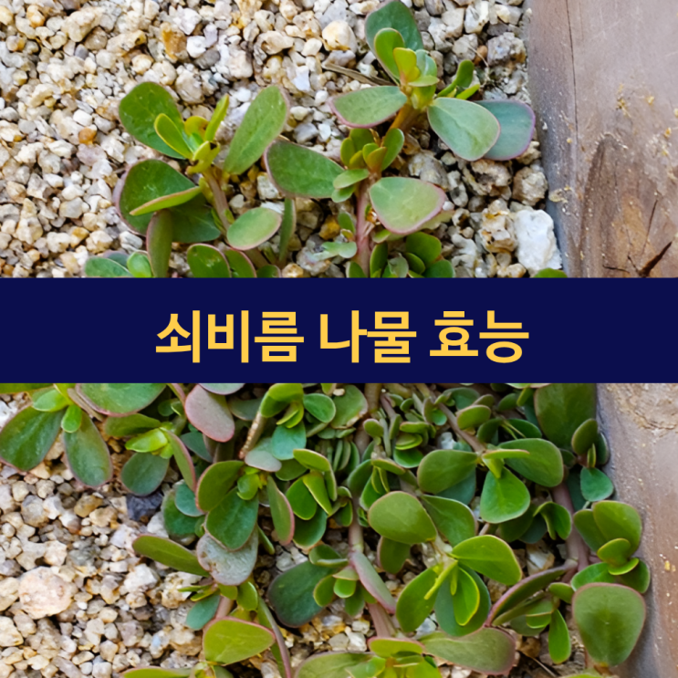  쇠비름나물 효능 | 쇠비름 나물 먹는 법 및 부작용