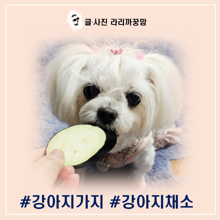  강아지 가지 먹어도 될까? 안전한 급여법과 주의사항 총정리