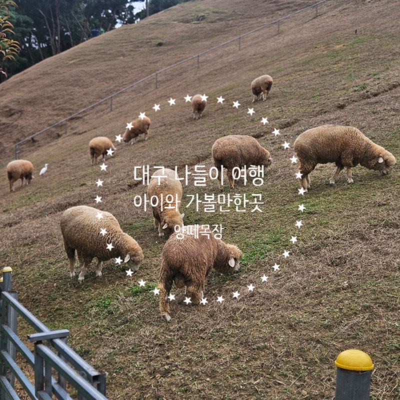 대구 근교 아이와 가볼만한곳 양떼목장 동물 체험 칠곡 나들이 여행