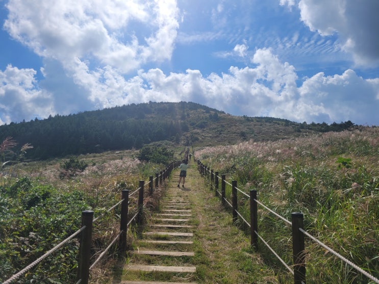  《제주오름》 백약이오름 제주도가볼만한곳
