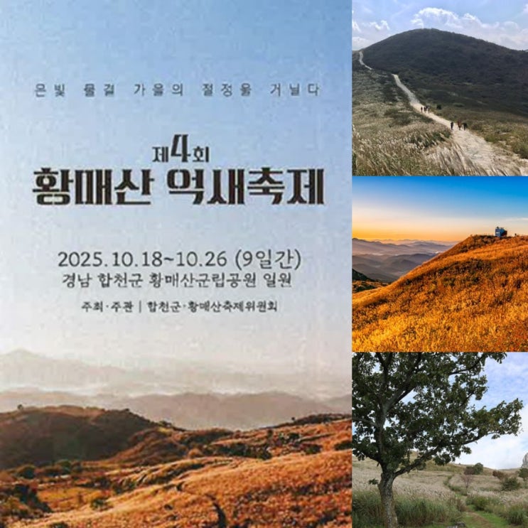  2025 황매산 억새축제 기본정보 위치 주차 셔틀버스 경남 가을축제 추천