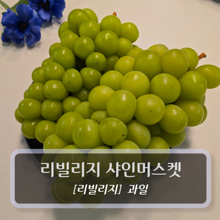  과일 :: 리빌리지 샤인머스켓 후기