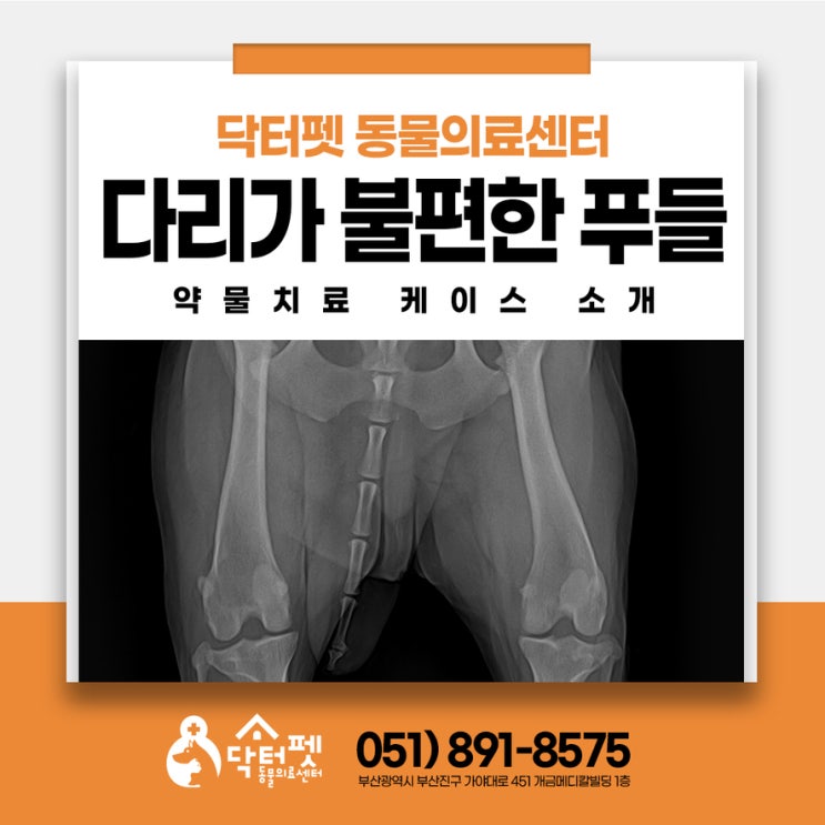  노령견 우측 뒷다리 힘이 없고 누워있는데 '이것' 때문일 수도? 부산진구 강아지 신경계 동물병원