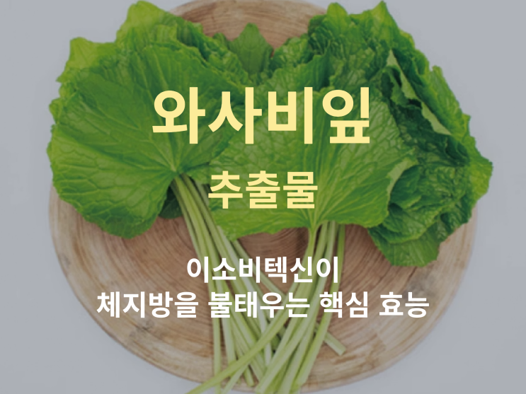  와사비잎 추출물 핵심 효능: 이소비텍신이 체지방을 불태우는 이유