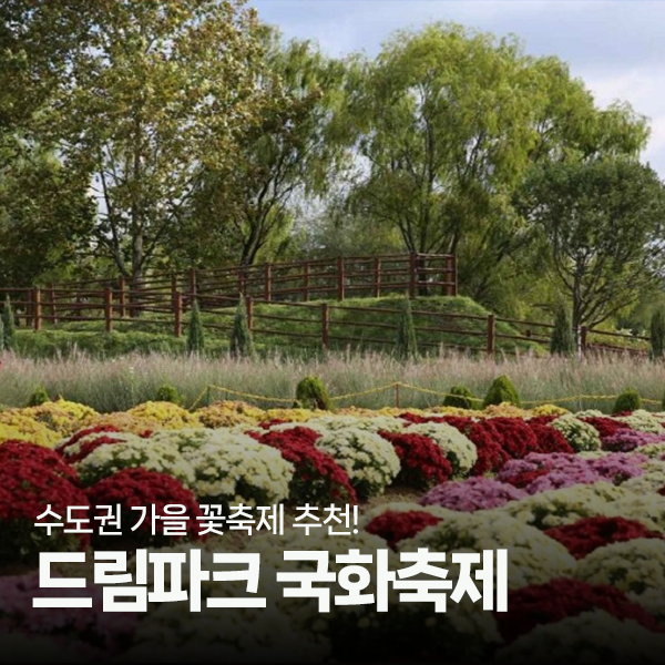 꽃으로 물든 가을정원! 인천 2025 드림파크 국화축제 무료입장
