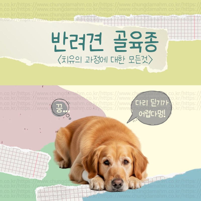 강아지 골육종에 대하여
