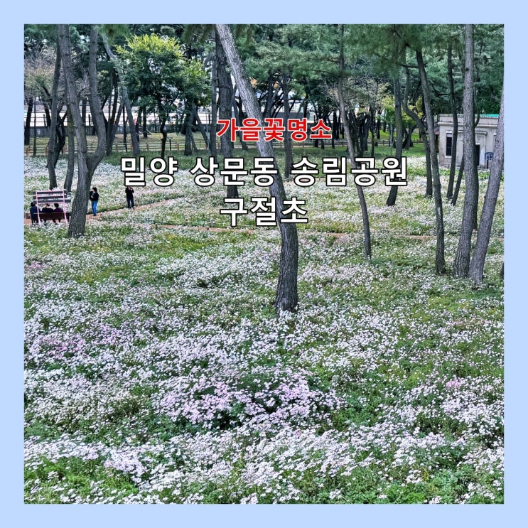  [밀양] 향긋한 솔향기 머금은 상문동 송림공원 구절초 보러 가세요 (10월 20일 만개상태)