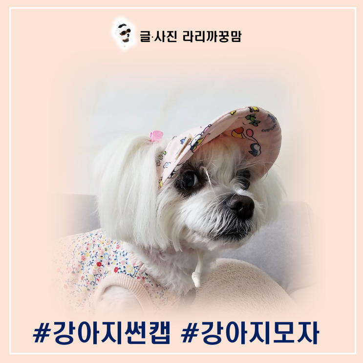  강아지 썬캡, 모자 단순한 패션이 아니에요! 햇볕 아래 진짜 이유