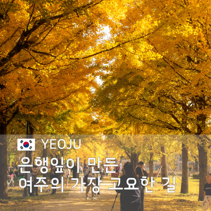  여주 강천섬 유원지 은행나무길 가을 여행 지도와 주차 정보 한눈에