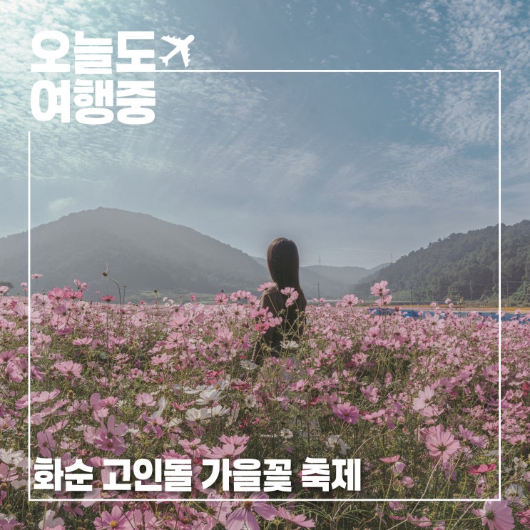  이번 가을에 꼭 가야할 2025 화순 고인돌 가을꽃 축제의 진수
