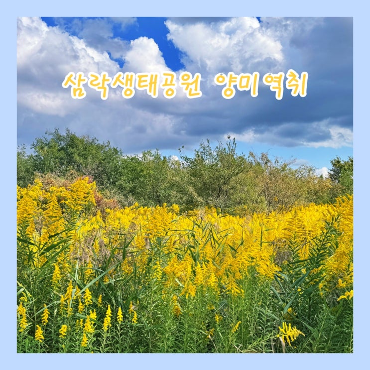  [부산] 삼락생태공원, 하얀 메밀꽃은 지고 노란 양미역취 군락만....알고보니 생태계 교란종