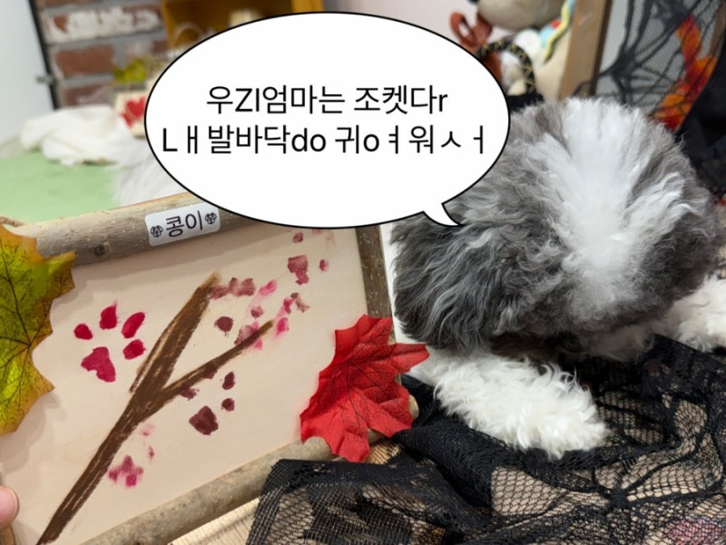 하울리우드 애견유치원