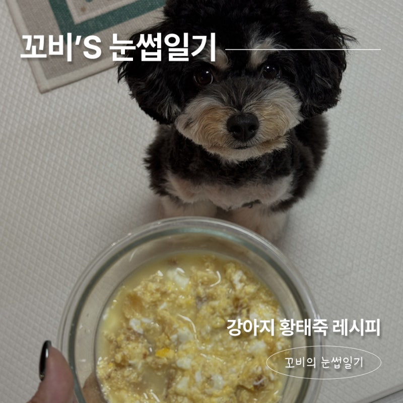 강아지황태국 레시피 예방접종 후 꼬비를 위한 따뜻한 보양식