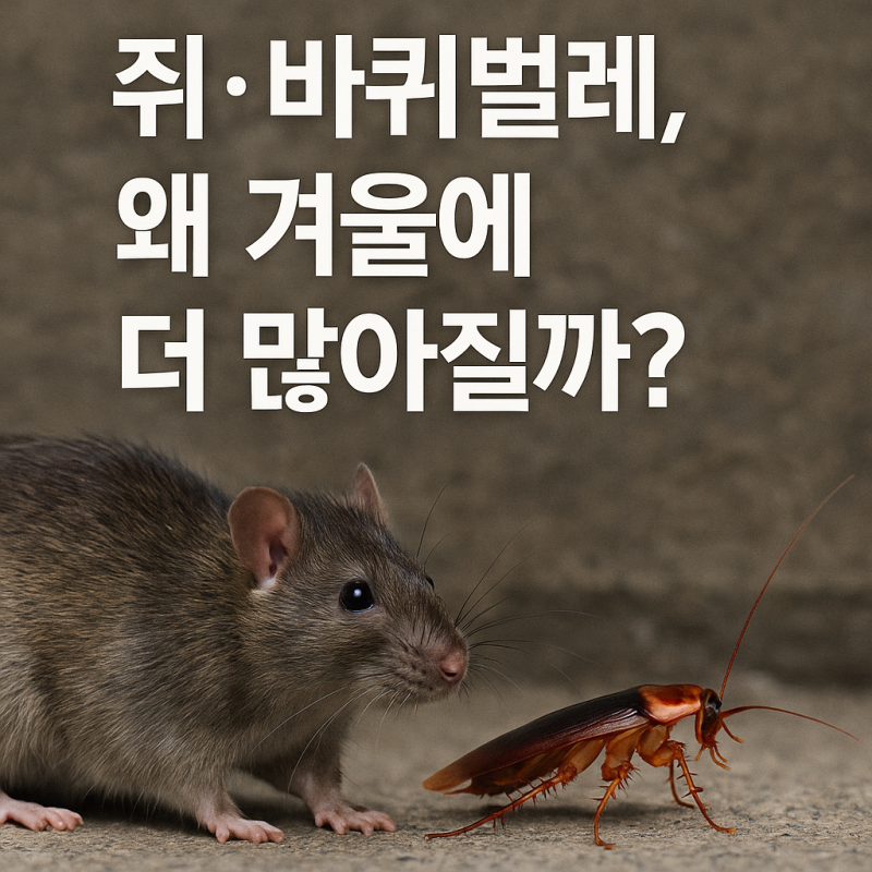 쥐·바퀴벌레가 겨울에 더 자주 나오는 이유