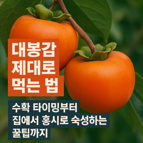  대봉감 제대로 먹는 법, 수확 타이밍부터 집에서 홍시로 숙성하는 꿀팁까지