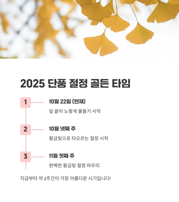 2025 문막 가볼만한 곳, <b>반계리 은행나무</b> 축제, <b>단풍 절정</b>... 