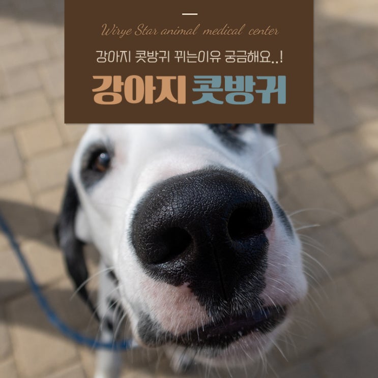  강아지 콧방귀 뀌는 이유, 꼭 주의해야 할 건강 신호