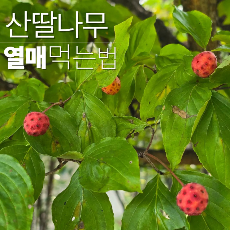  산딸나무 열매 먹는법 효능 주의사항