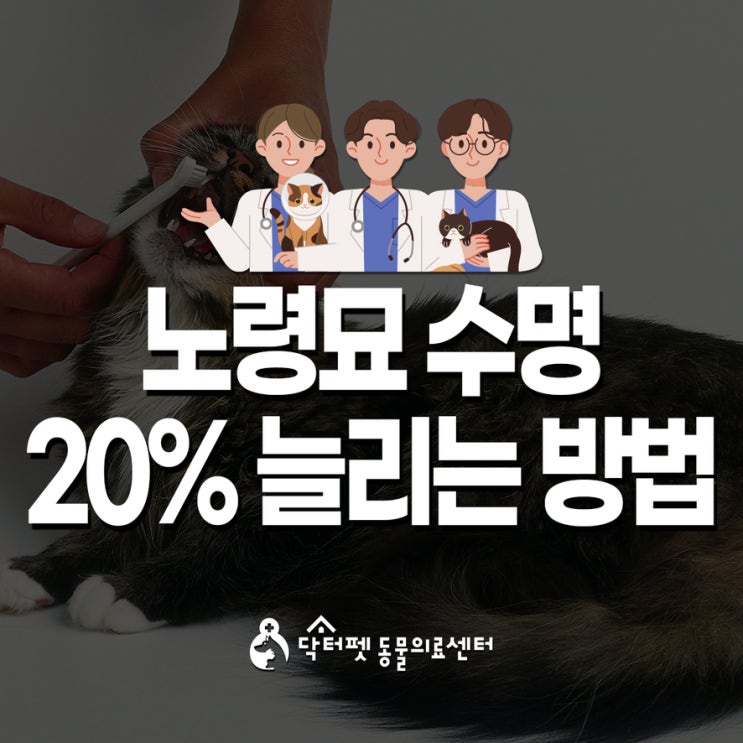  노령묘 수명 20% 연장의 꿈! 양치질과 스케일링 치아 관리 부산 고양이 동물병원