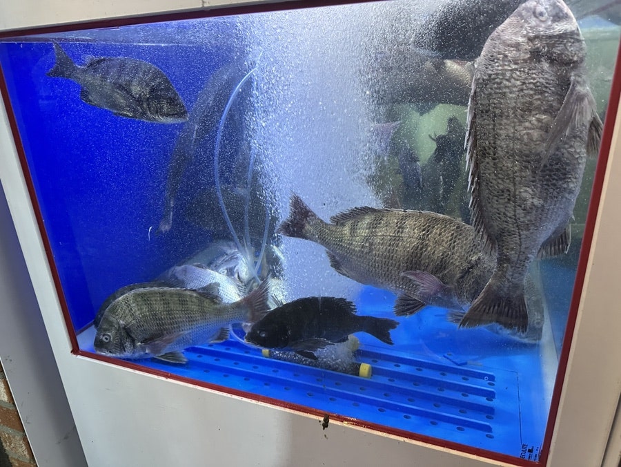 해물숯갈매기 사진 5