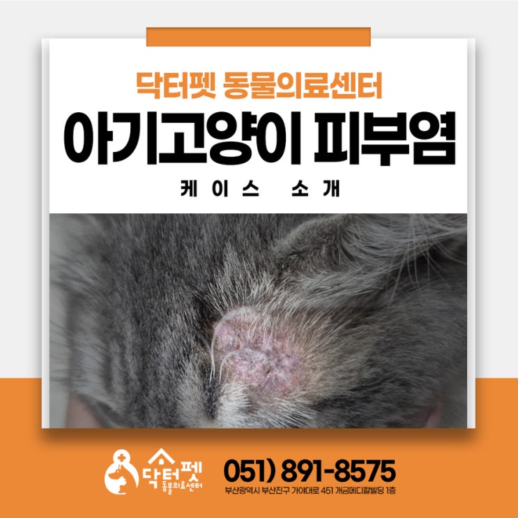  4개월 아기고양이 눈 주변 탈모 각질 진균성 피부염 2개월 치료 이야기 부산 사상구 아깽이 동물병원