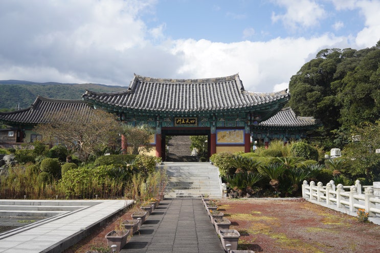  제주도 사찰여행 — 한라산 품은 선덕사, 빛으로 그리다