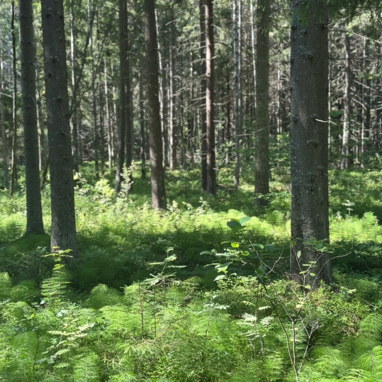  핀란드여행 대자연의 아름다움 에스포 센트럴파크 Espoo Central Park 에서 아침 산책 사진 기록.
