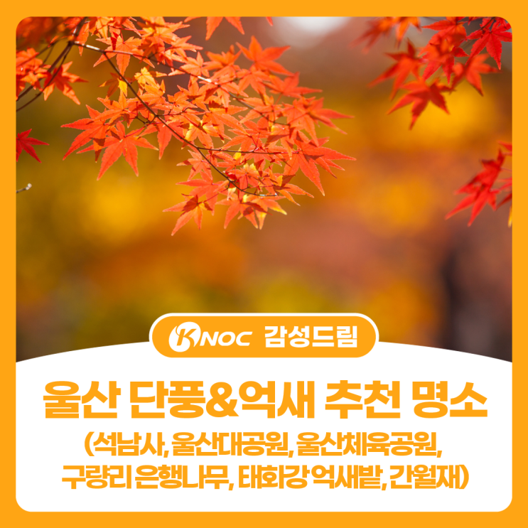  울산 단풍&억새 추천 명소(석남사, 울산대공원, 울산체육공원, 구량리 은행나무, 태화강 억새밭, 간월재)