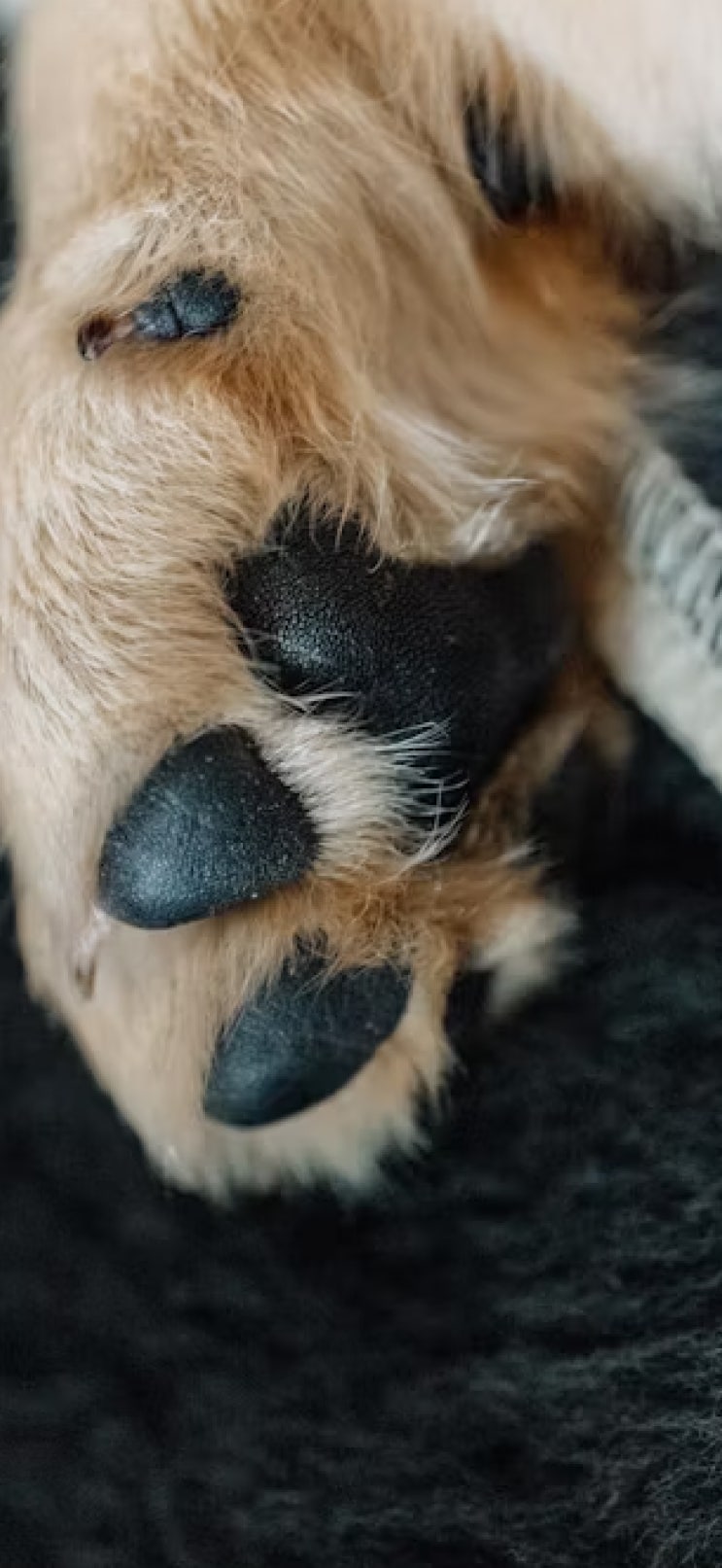  아이폰에어 잠자는 강아지와 고양이 감성 배경화면,반려견 힐링배경,무료