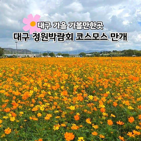  대구 가을 가볼만한곳 하중도 코스모스 축제 정원박람회