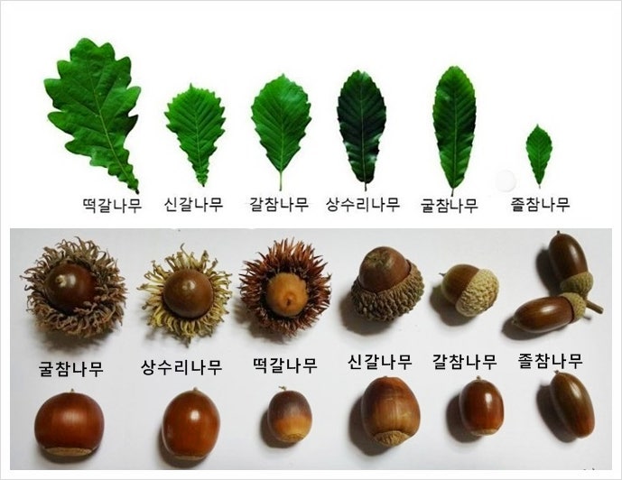 도토리묵 가루, 묵 만드는 방법