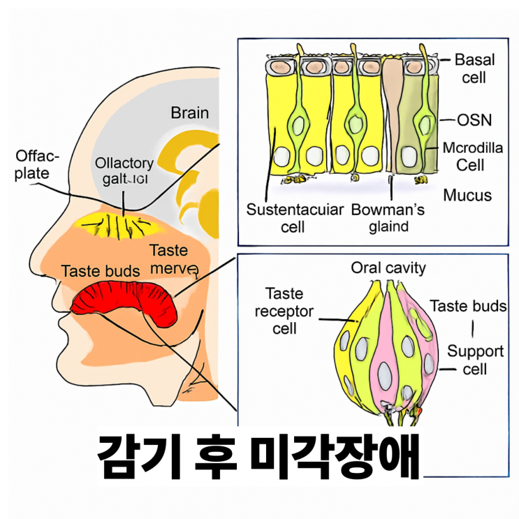  미각상실 왜 생기고 언제 회복될까? 한의원에서 알아보는 미각장애 치료