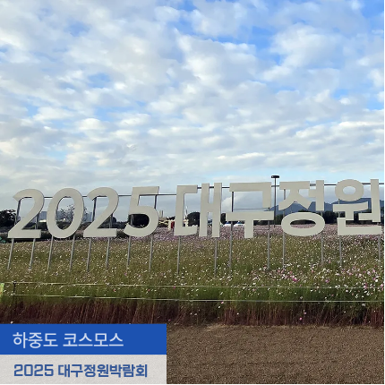 하중도 코스모스 축제 2025 대구정원박람회