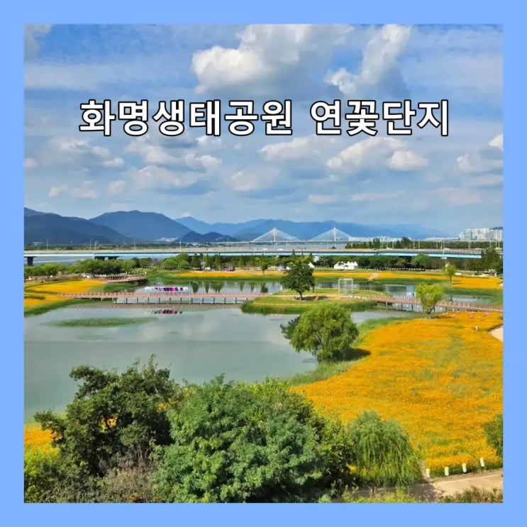  [부산] 화명생태공원 연꽃단지..황화코스모스는 사라졌지만 가을 정취가 물씬