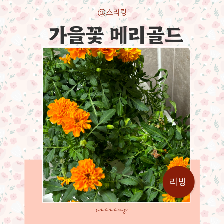  가을꽃 노란색꽃 메리골드 꽃말 씨앗 모종 키우기 천수국 만수국