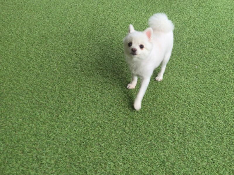 댕스미스 애견유치원