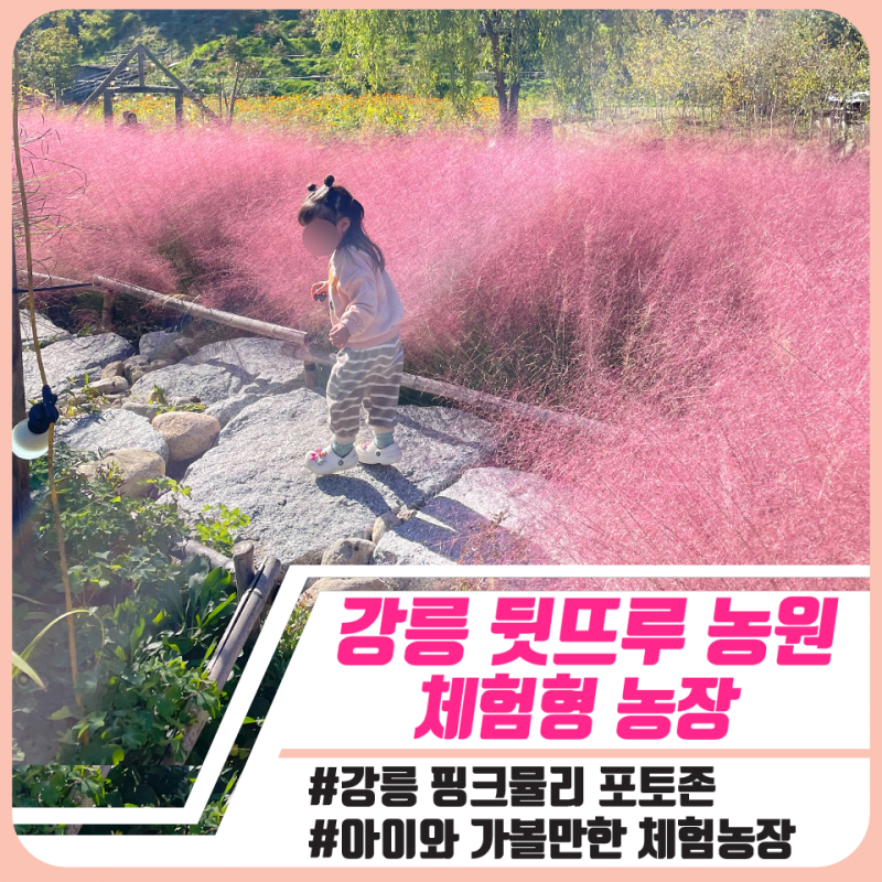 강릉 뒷뜨루 후기 | 핑크뮬리부터 동물 먹이체험까지 아이랑