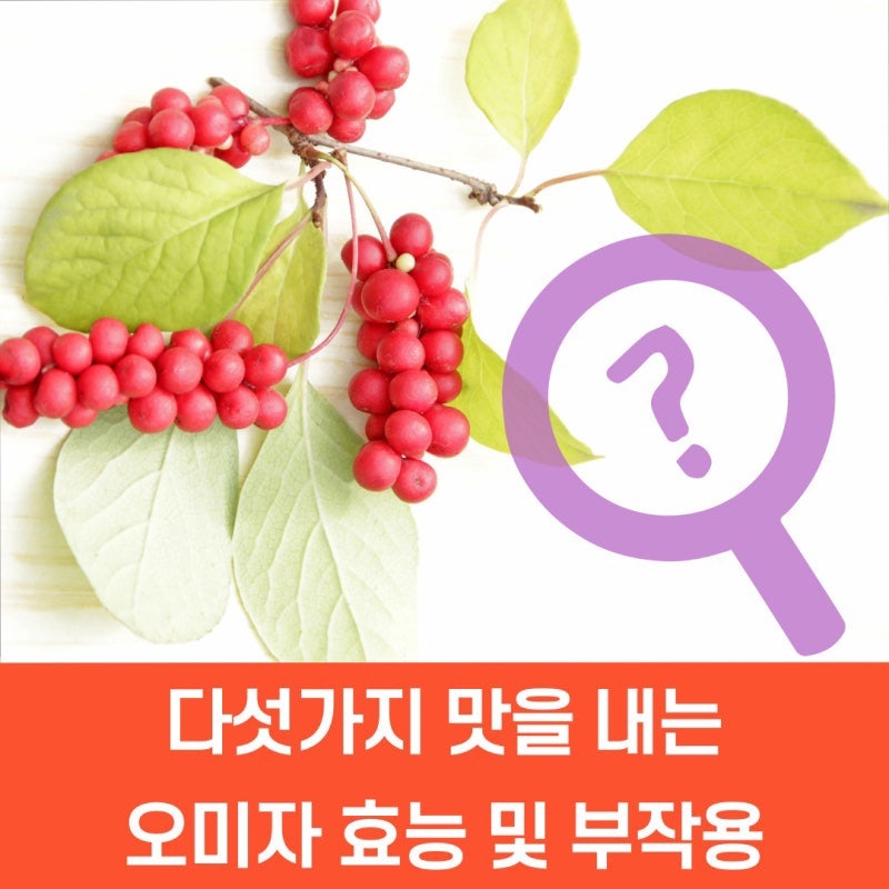 오미자차 효능 부작용