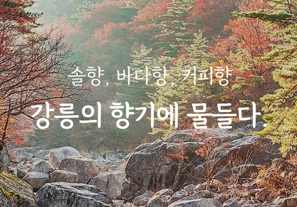  강릉 중앙시장 무료, 유료 주차장 추천