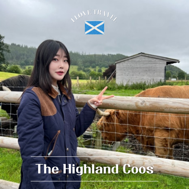  영국 칼란더 [The Highland Coos] 하이랜드 소를 가까이서 볼 수 있는 곳 ! 방문 후기 및 기념품 샵 쇼핑 후기