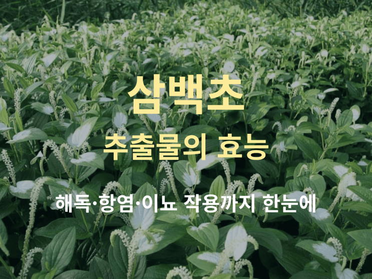  삼백초 추출물의 효능: 해독·항염·이뇨 작용까지 한눈에