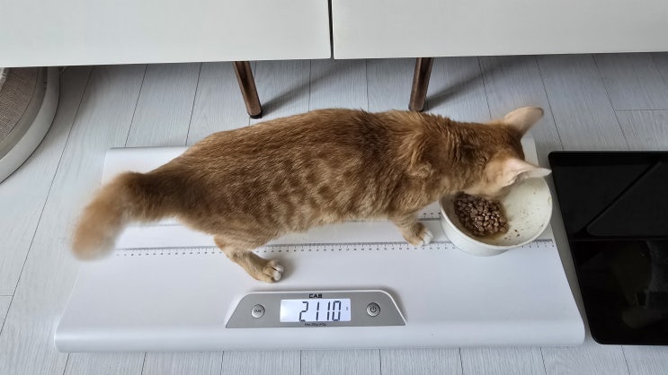  수두증 약 조정과 태태와의 교류 - 모카 고양이 복막염 치료과정