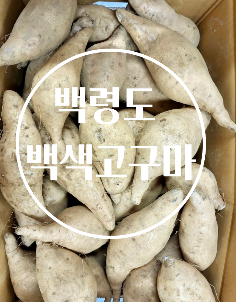 백령도 백색고구마 판매 25년도 햇고구마