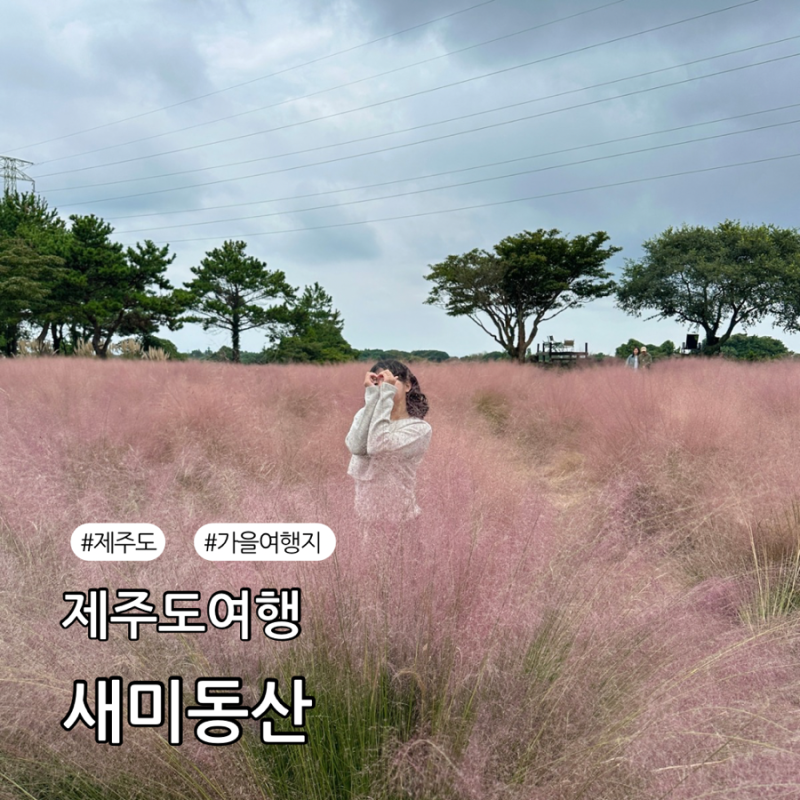 10월 제주도 가볼만한곳 제주 핑크뮬리 카페 새미동산